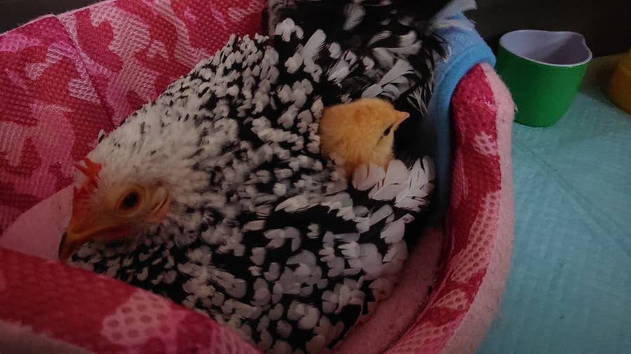 お母さん もぐっていい おしりから顔を出すひよこが二度見の可愛さ