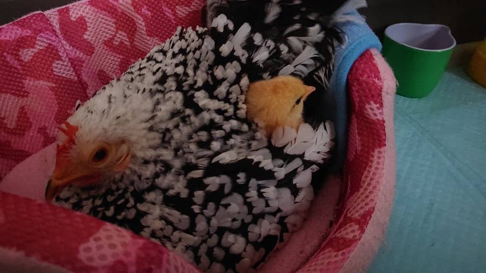 お母さん もぐっていい おしりから顔を出すひよこが二度見の可愛さ