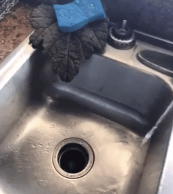 Blue foam rising up out of the drain from the garbage disposal signifying that the blades have ripped the package and it's being cleaned