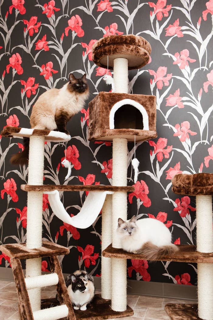 Luxury Cat Hotel Offers Free Cat Sitting For Owners With Covid 19
