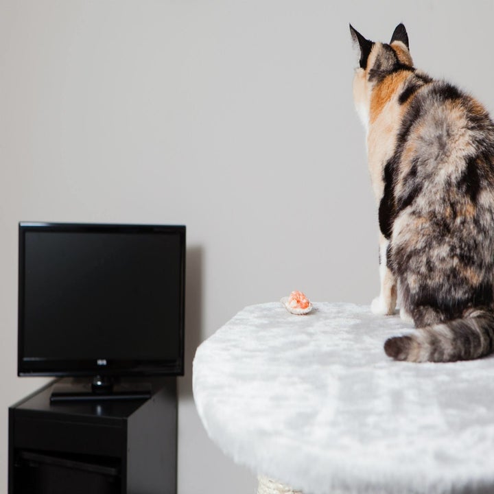 Luxury Cat Hotel Offers Free Cat Sitting For Owners With Covid 19