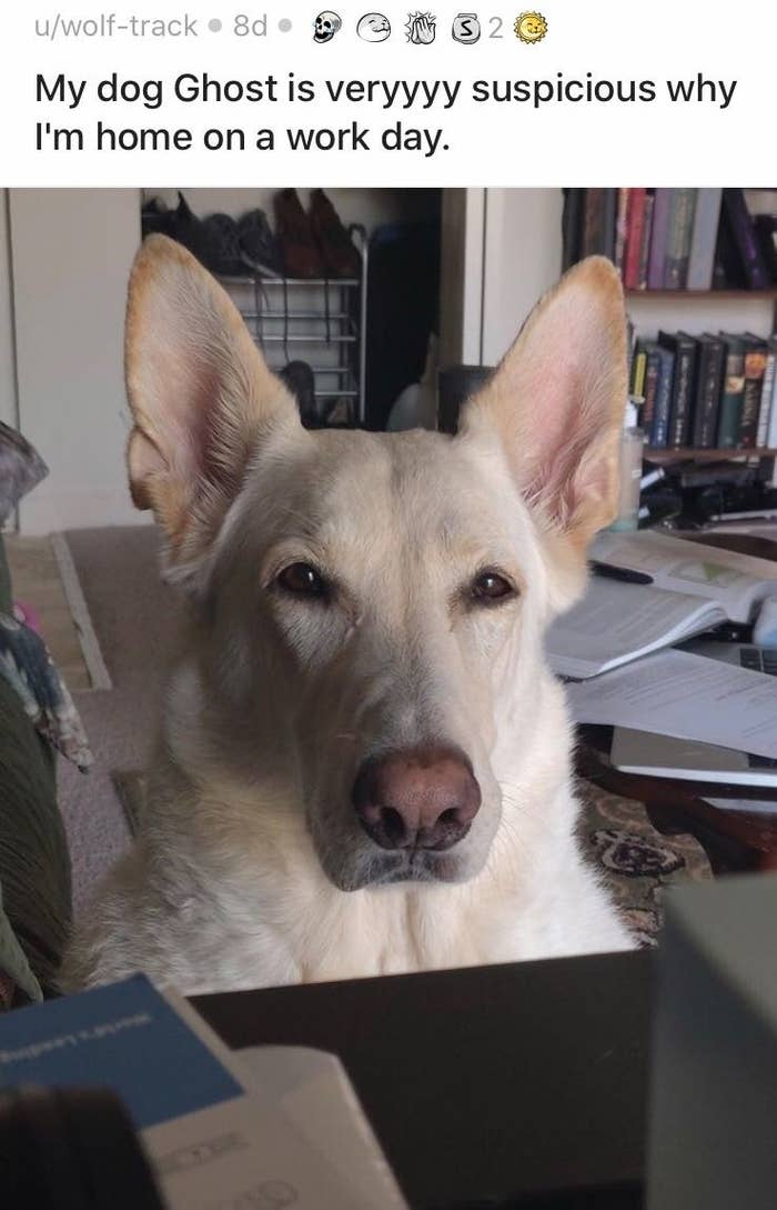 Cats And Dogs Who Don't Care That You Have To Work From Home