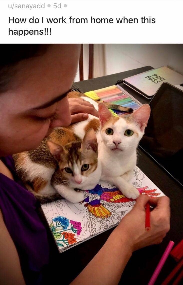 Cats And Dogs Who Don T Care That You Have To Work From Home