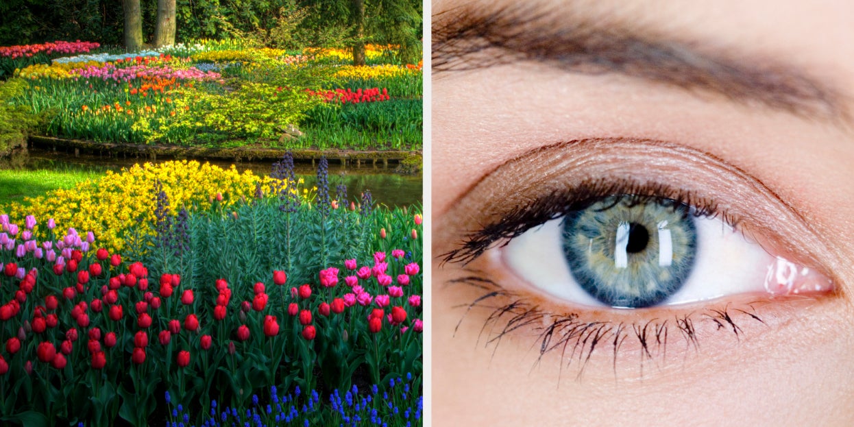 Quiz: Can We Your Eye From The Beautiful Garden You Create?