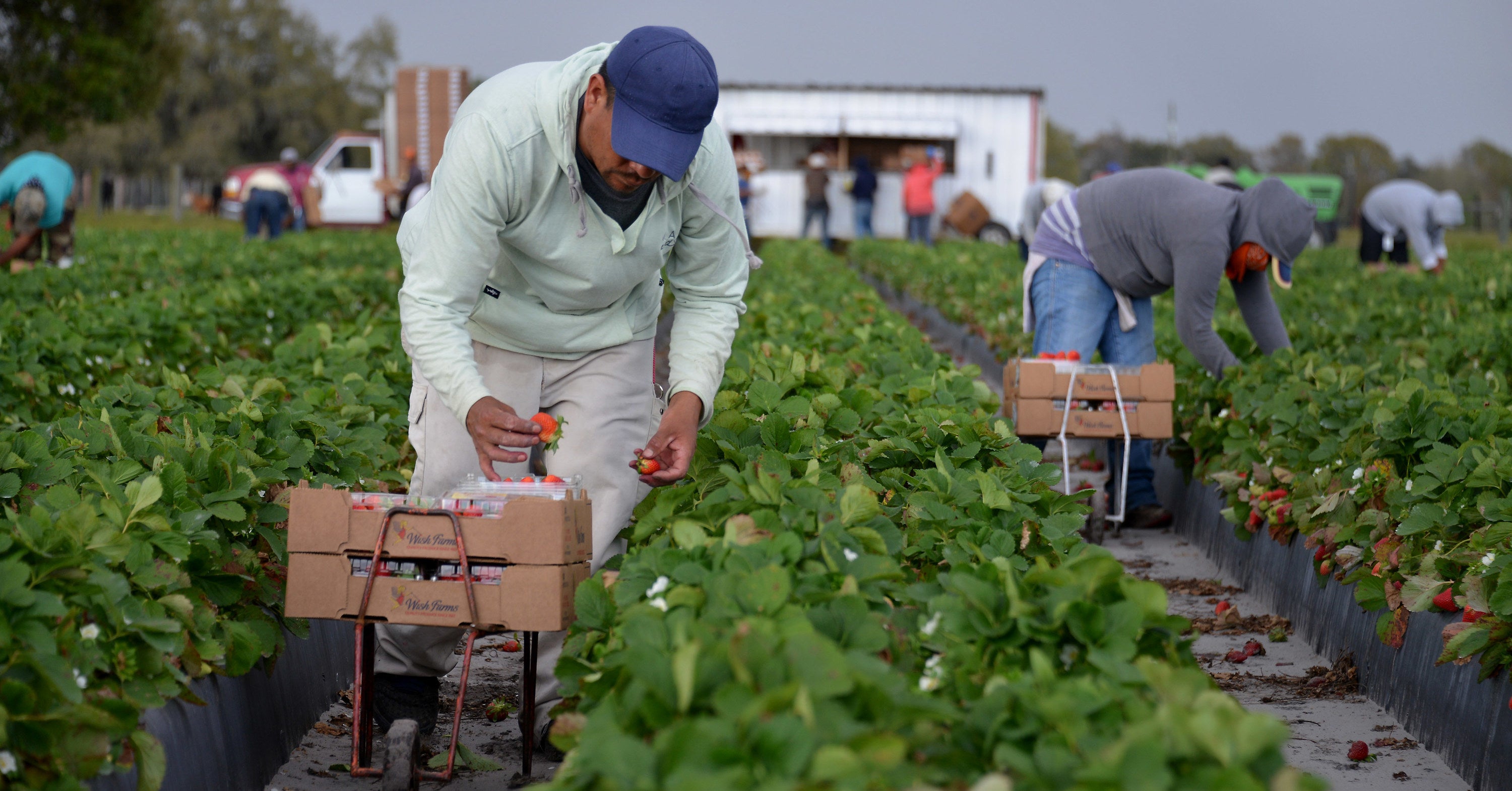 Florida Farmworkers Face A Coronavirus “Time Bomb,” Advocates Say