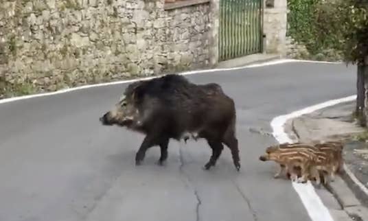 A boar on a street