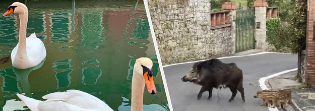 There Are Misleading Videos About Animals Returning To Cities