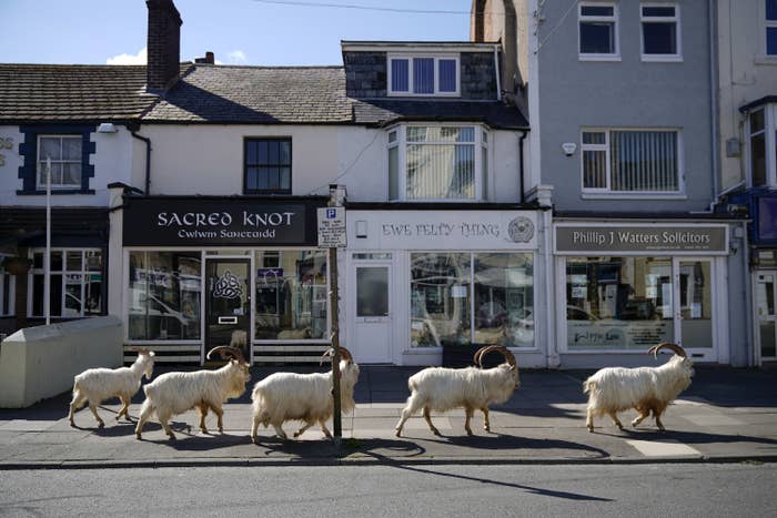 Goats Move Into Welsh Town Empty Due To Coronavirus