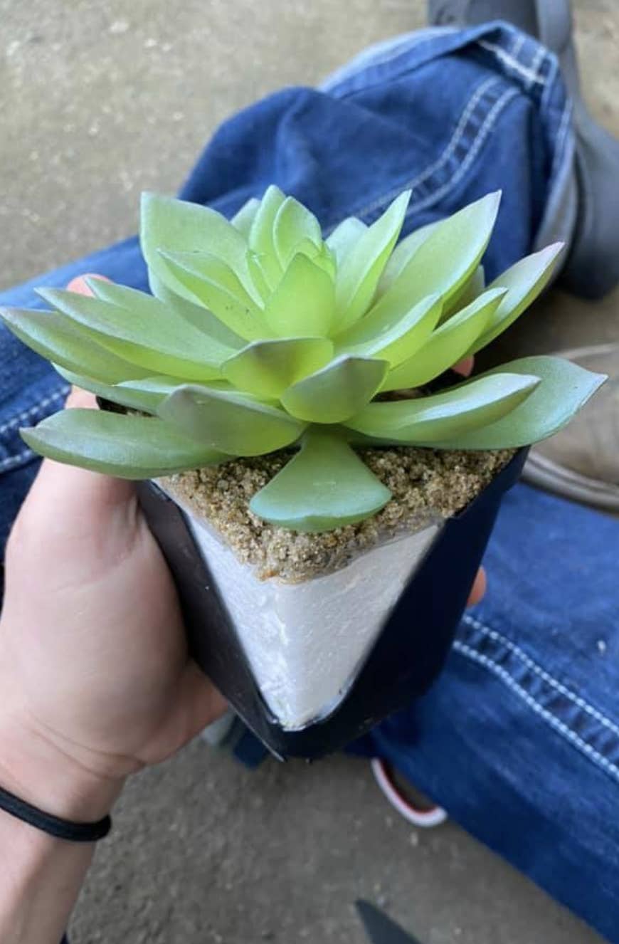 ちょ 待って 2年間大事に育てた多肉植物が偽物だった ちょ 待って 2年間大事に育てた多肉植物が偽物だった