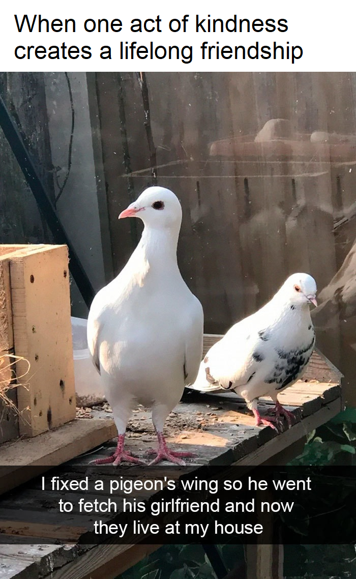 someone fixed a pigeon&#x27;s wing and now the pigeon and his girlfriend live at the person&#x27;s house