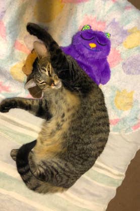 A cat lying on the flat purple cat plush