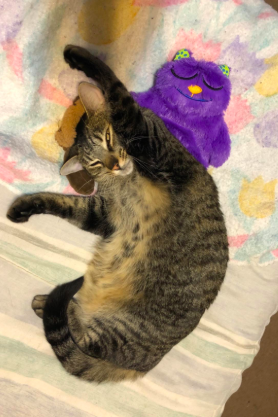 A cat lying on the flat purple cat plush