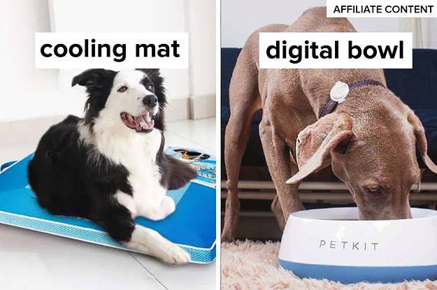 Flying On Planes With Dogs What You Need To Know Before You Go