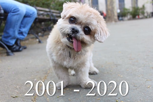 Marnie The Dog Dies At 18