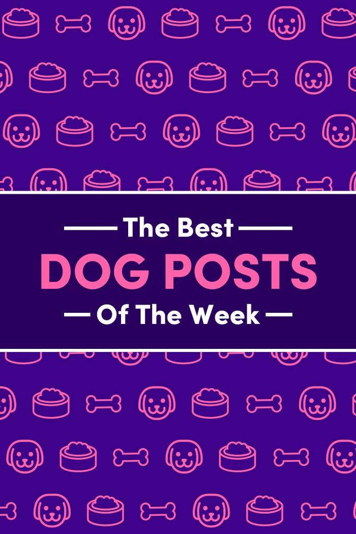 All posts by .dogsthebogs