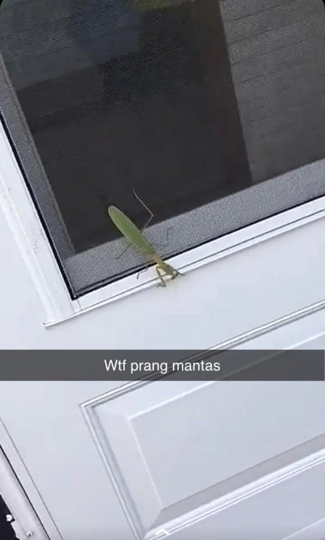 Snapchat of a praying mantis labeled &quot;wtf prang mantas&quot;