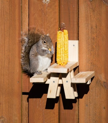 a squirrel nibbling on corn on the cob while standing on a small picnic table that is screwed into a fence