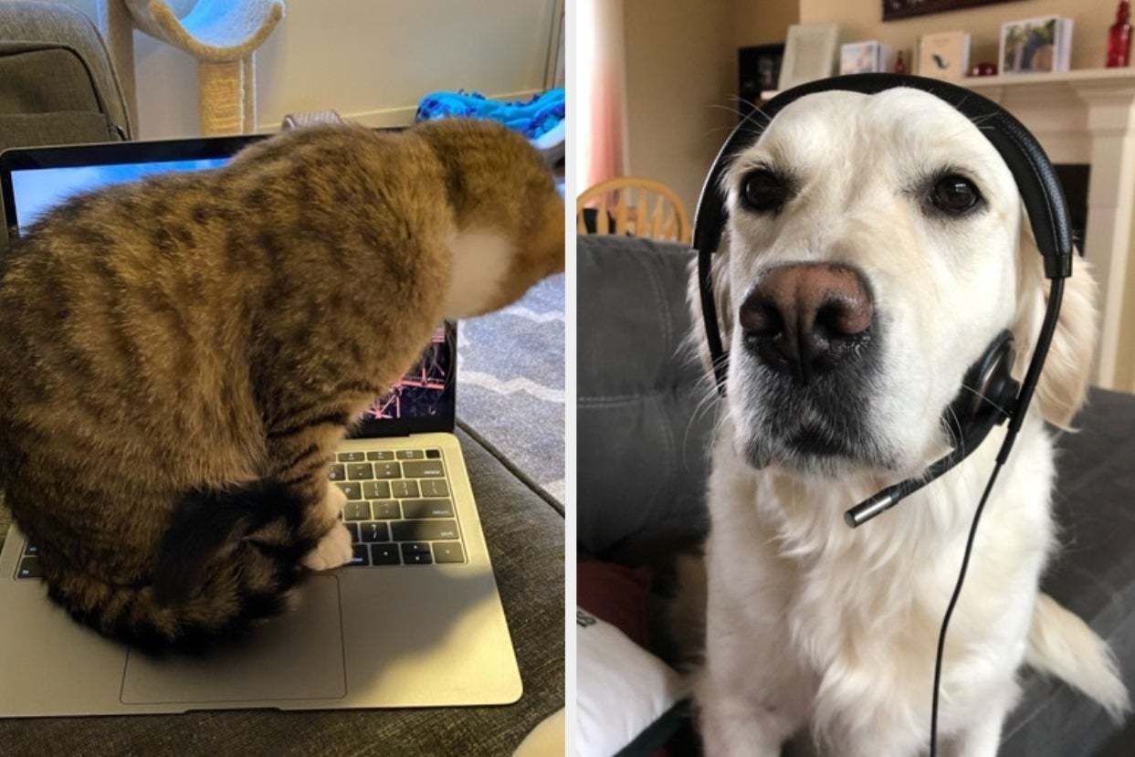 Pets Working From Home During Quarantine