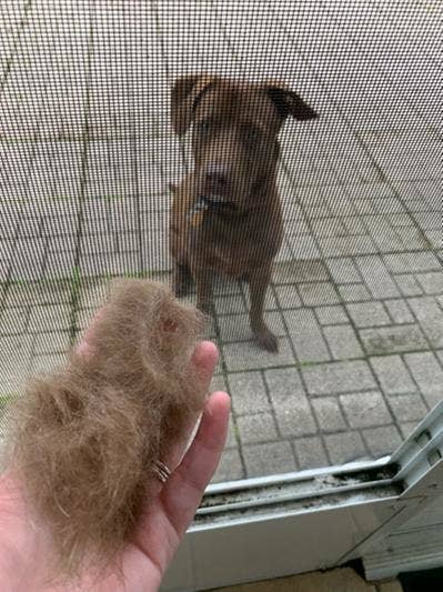 Reviewer holding large chunk of fur they brushed off their dog