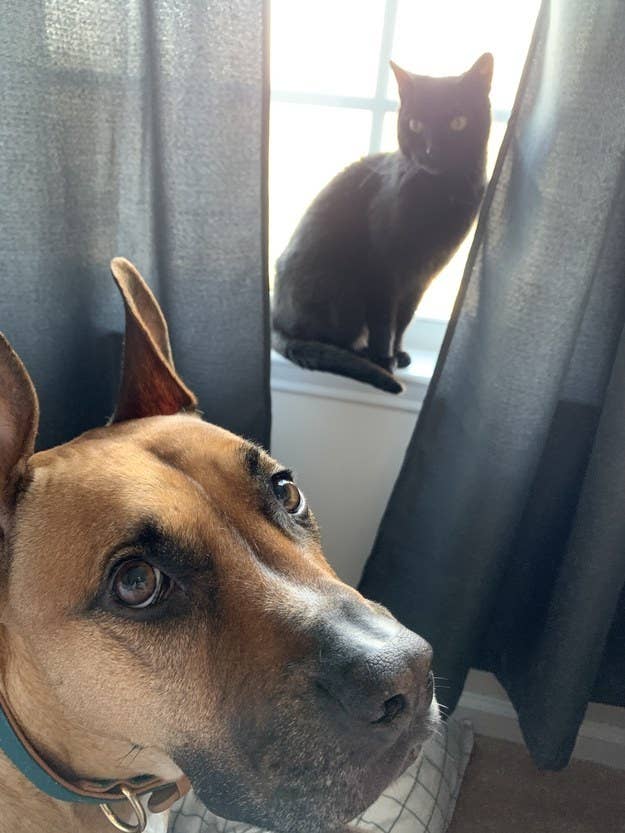16 Of The Weirdest Things People Have Learned About Their Pets