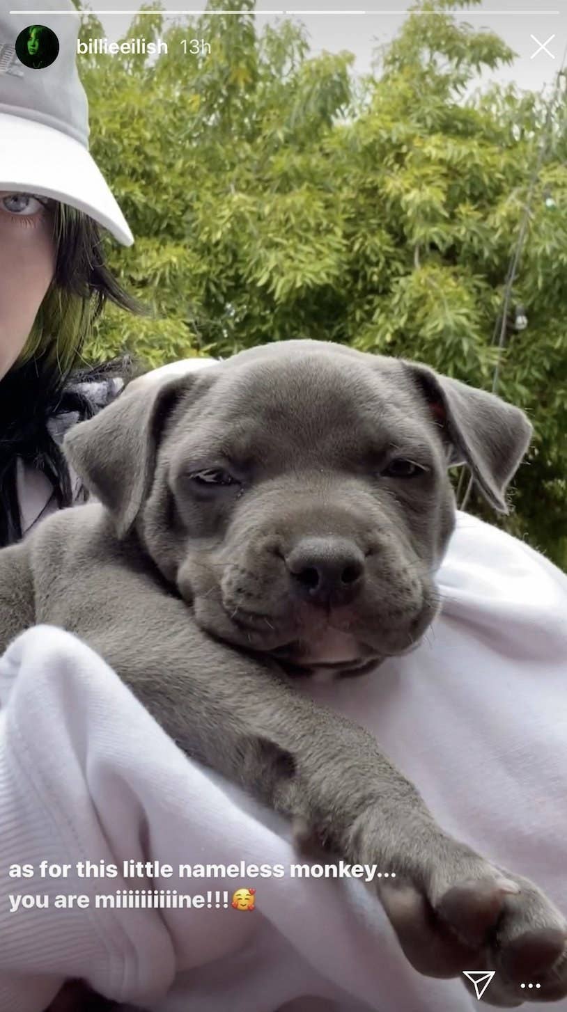 billie eilish adopted a pit bull she