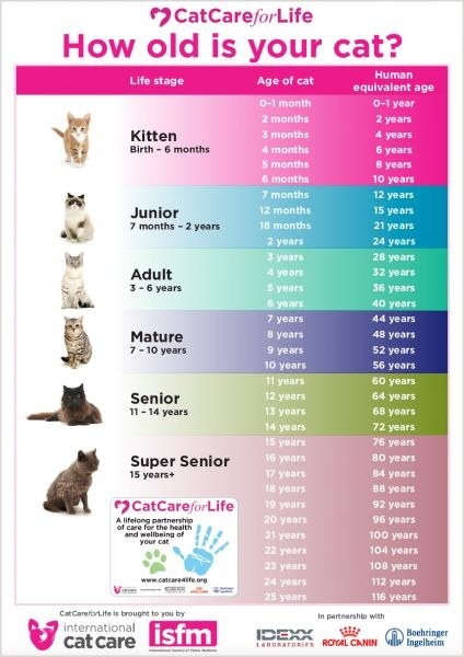 15 Helpful Cat Owner Cheatsheets For Anyone Who Just Got A New Cat