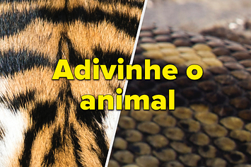 Você consegue identificar os animais nestas fotos em close-up?