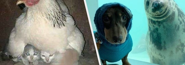 動物たちはみんな仲良しだってことを証明する17枚の写真