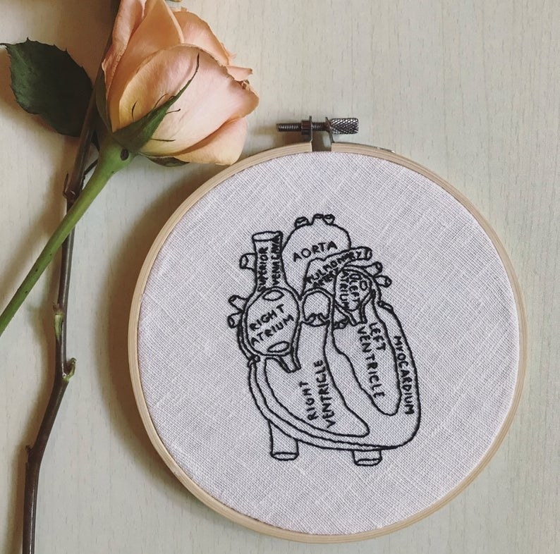 Anatomical heart with written part labels 