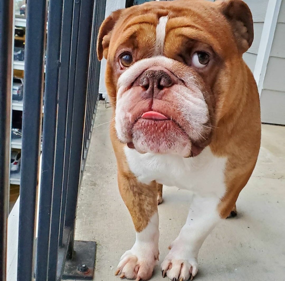 Sad bulldog hot sale