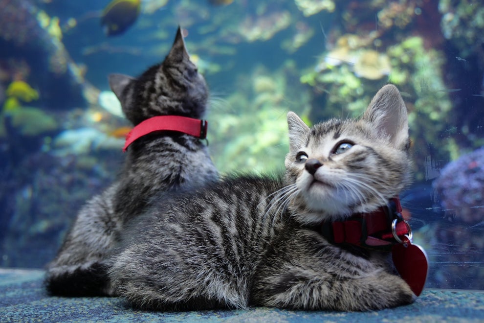 New York Cats Test Positive For The Coronavirus