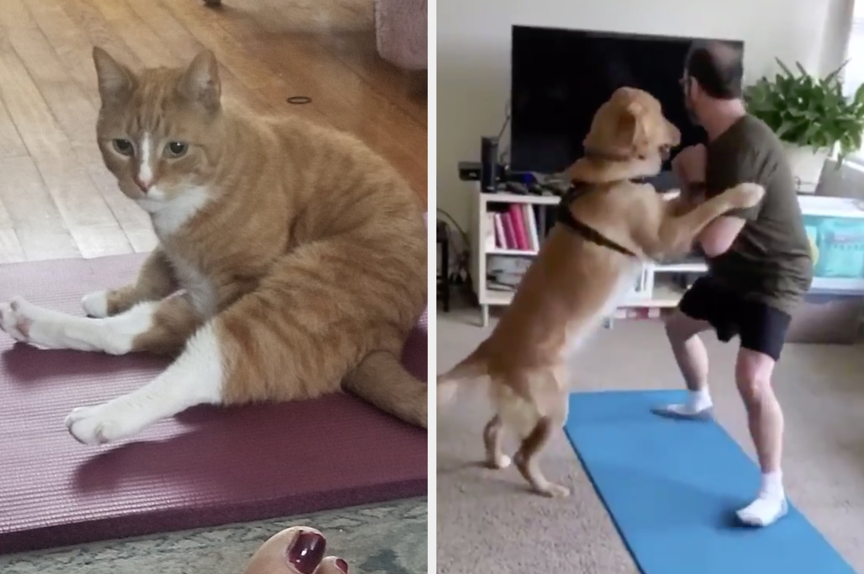 Dog raping hot sale cat