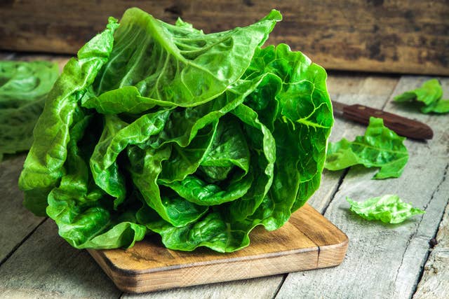 プランターや鉢植えで簡単に栽培できる野菜 草花 オススメ13選