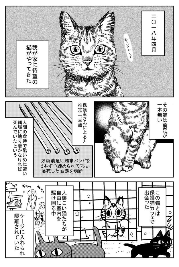 この子にして良かった 漫画家が3本足の保護猫を飼って知ったこと