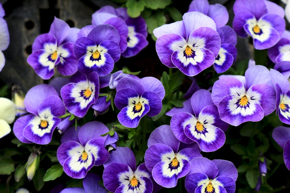 If You're New To Gardening, Start By Planting These 10 Plants