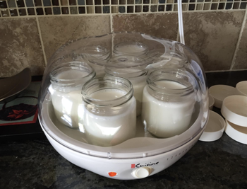 The yogurt maker with six small plain yogurts inside 