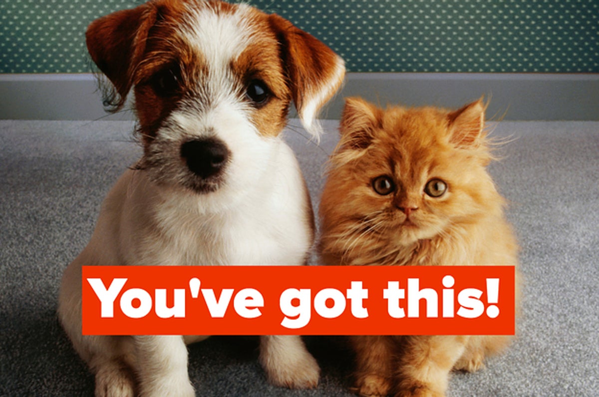 Hopefully You Re Ready For These Cute Animals To Make You Feel Good About Yourself