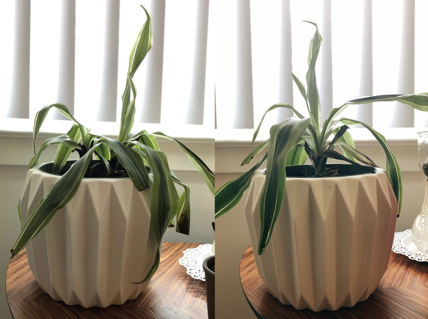 on the left, plant looking wilted and on the right, the same plant growing 