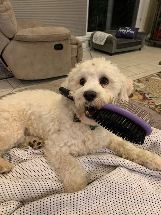 Funny Dogs During Quarantine