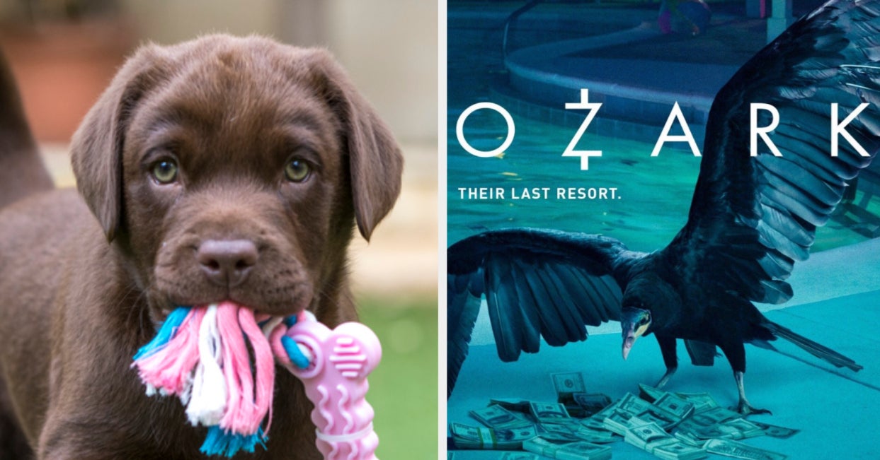 Quiz The Puppies You Choose Will Decide Which Netflix Quiz The Puppies You Choose Will Decide Which Netflix