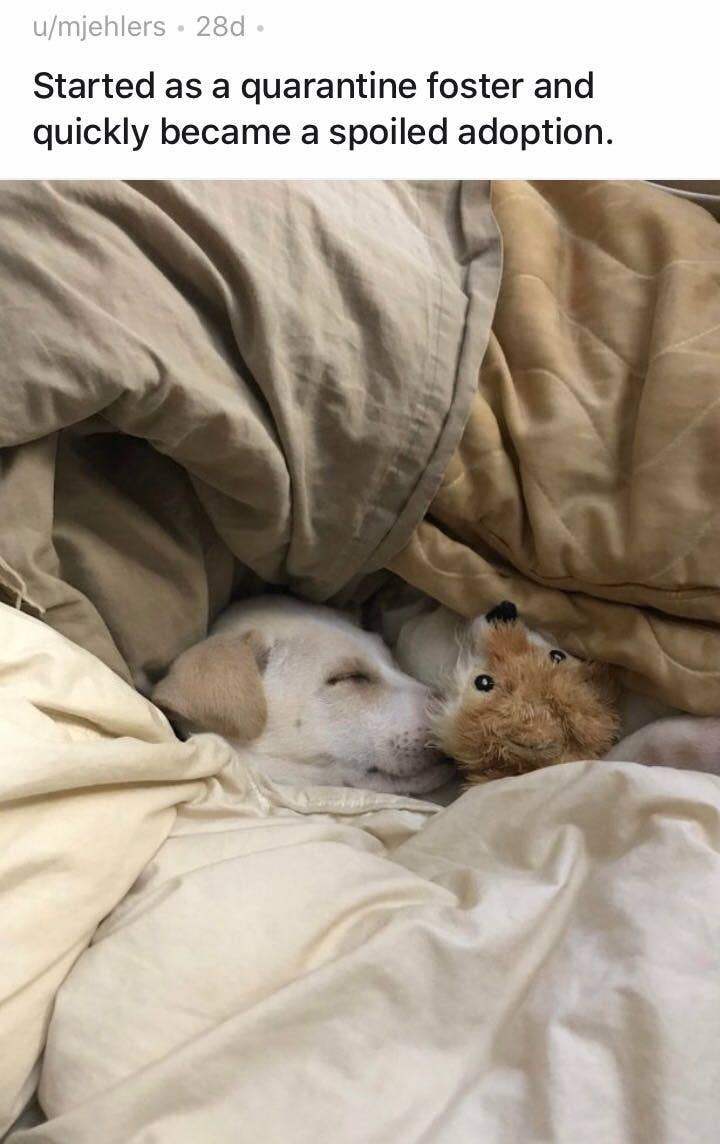 How Much Is Dog Quarantine