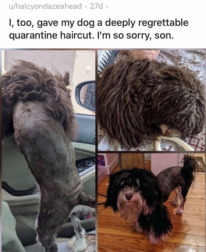 Dogs Who Got A Bad Quarantine Haircut And 100% Know It