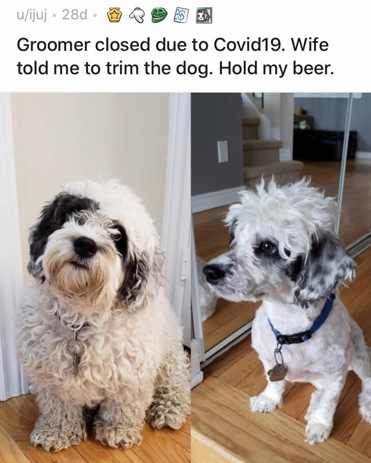 reddit dog grooming
