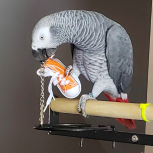 reviewer image of a grey bird holding an orange sneaker