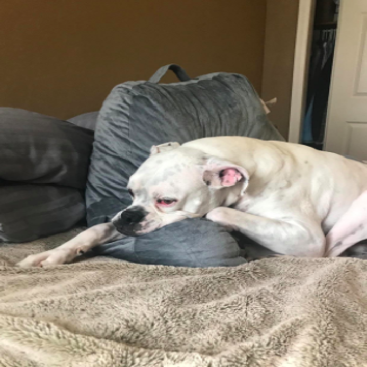 reviewer pic of their dog napping on the pillow