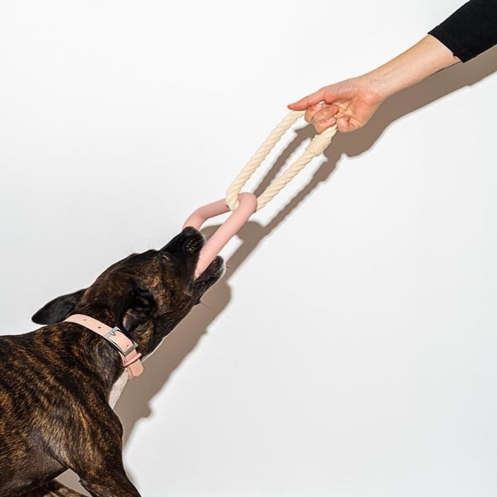 Photo showing a dog pulling on the Triangle Tug toy in blush 