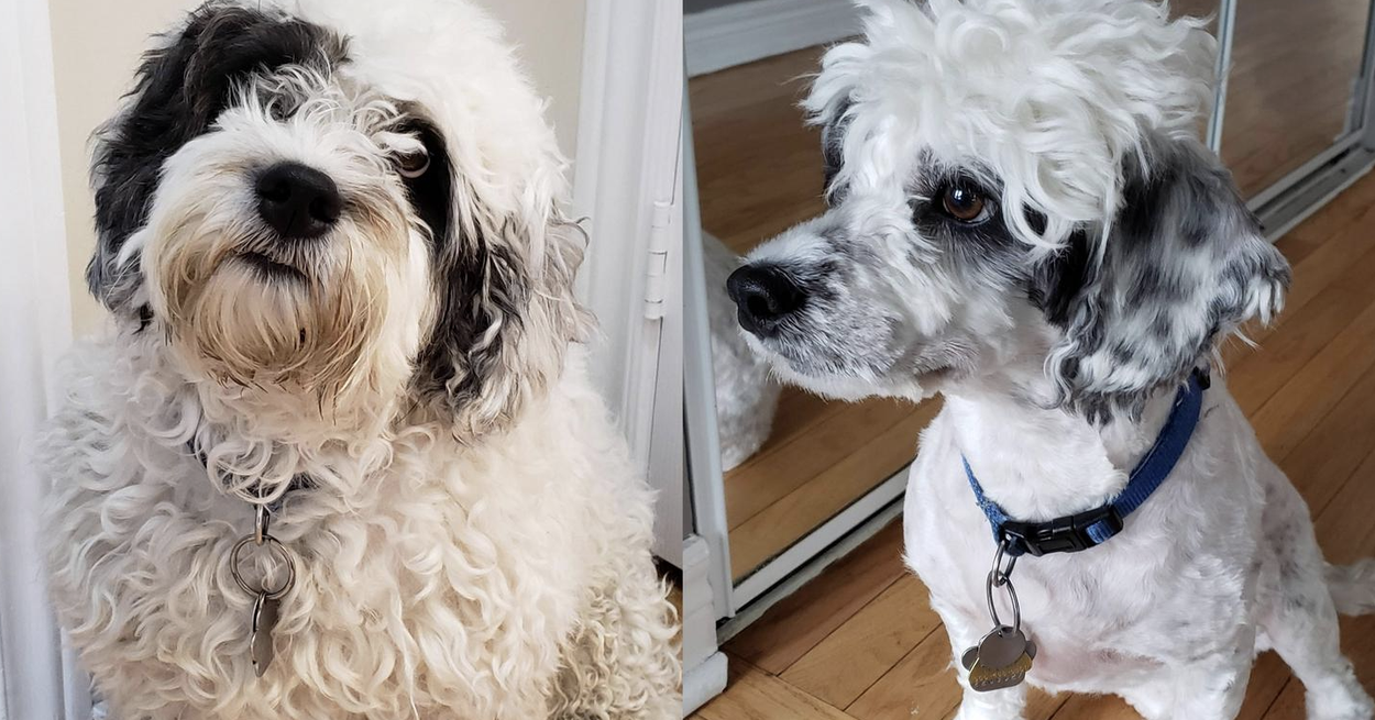 Havanese bad shop haircut
