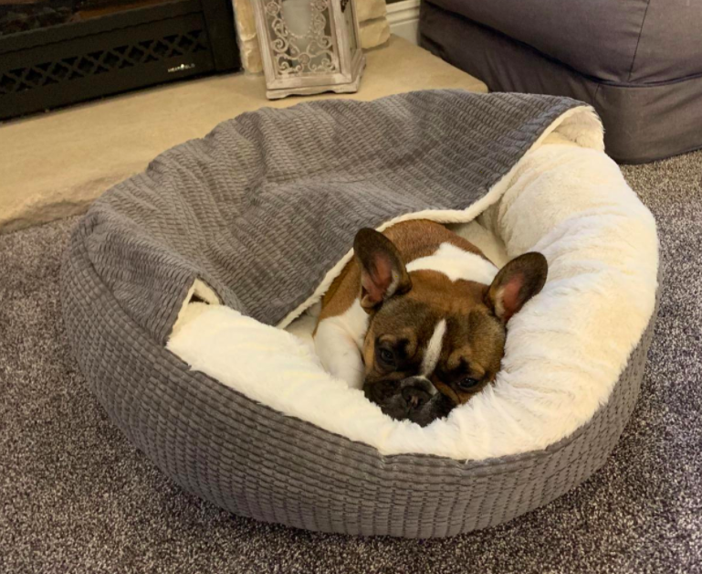 frenchie in the gray dog bed, which has a white fleece lining