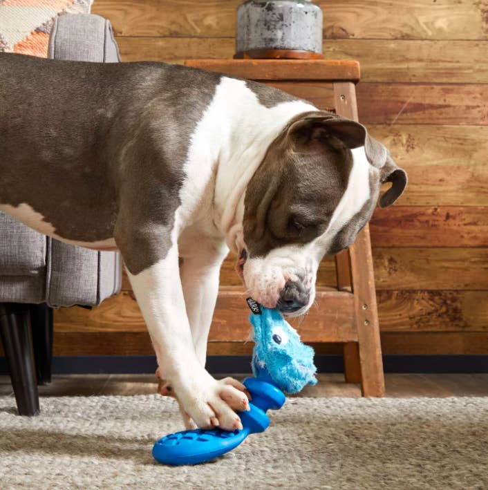 Puzzles for dogs 2024 petsmart