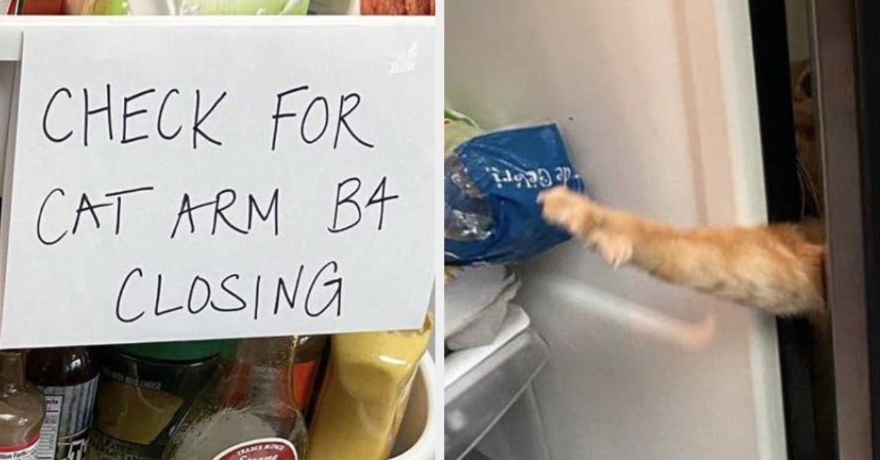 This Cat Named Has Gone Viral For Getting Little Paws In The Fridge